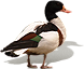 dsgn_648_duck.png